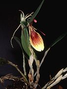 Restrepia iris