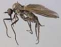 Rhamphomyia albohirta