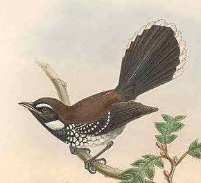Beskrivelse af Rhipidura leucothorax - The Birds of New Guinea (beskåret) .jpg-billede.