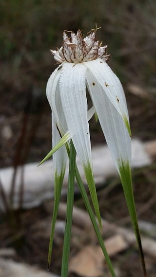 <i>Rhynchospora latifolia</i> Species of grass-like plant