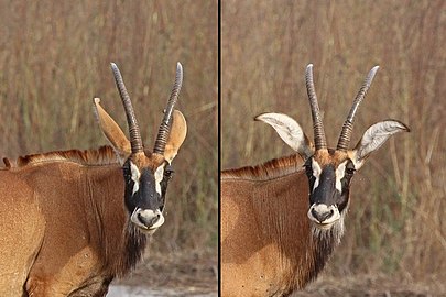 Roan antelope (Hippotragus equinus koba) showing ears.jpg