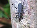 Ropalopus macropus (Germar, 1824)