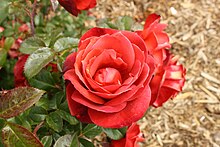 Rosa 'Kuuma kaakao' 2.JPG