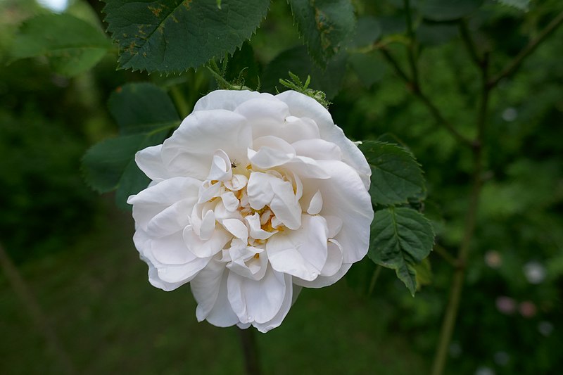 File:Rosa 'Jeanne d'Arc' 01.jpg