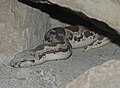 Rough-scaled Sand Boa Gongylophis conicus