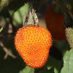 Rubus sumatranus (fruits s7).jpg