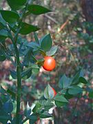 Színes fénykép egy vadon élő növényről és vörös gyümölcseiről.