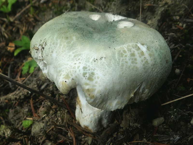 File:Russula virescens BŻ2.JPG