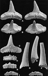 Rya Formation shark teeth - Sphenodus sp.jpg