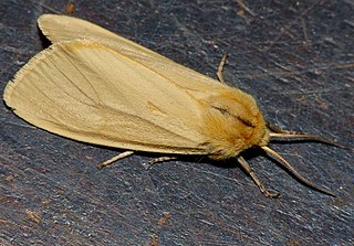 <i>Saenura</i> Genus of moths
