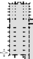 English: Floor plan of minster Deutsch: Grundriss des Münsters