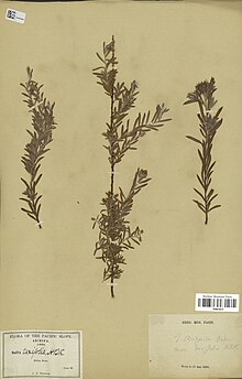 Salix arizonica3.jpg