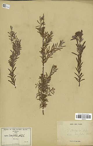 <i>Salix arizonica</i> Species of willow