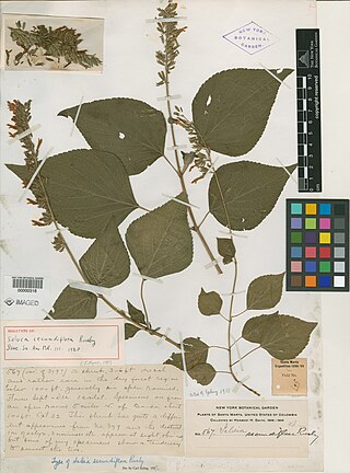 <i>Salvia camarifolia</i> Species of shrub