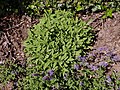 Salvia officinalis 2020-05-22 9129.jpg