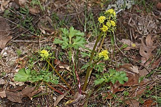 <i>Sanicula graveolens</i> Species of flowering plant