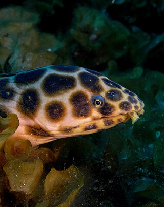 <span class="mw-page-title-main">Leopard eel</span> Species of fish