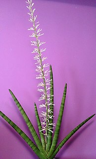 <i>Sansevieria cylindrica</i> species of plant