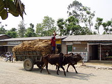 Sauraha-116.JPG