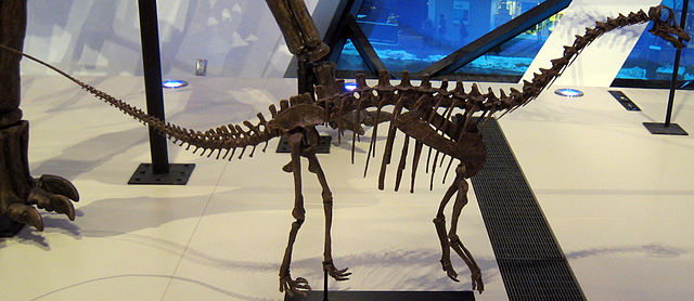 Cast of Toni, a juvenile brachiosaurus (restored as a diplodocid)