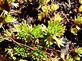 Saxifraga trifurcata Schrad.