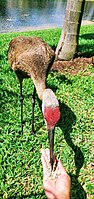 A human feeding sandhill crane