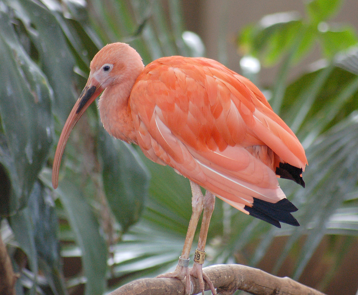 ショウジョウトキ Wikipedia