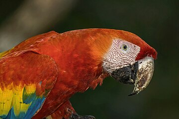 Scarlet macaw Ara macao cyanopterus