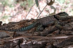 Description de l'image Sceloporus jarrovi.jpg.