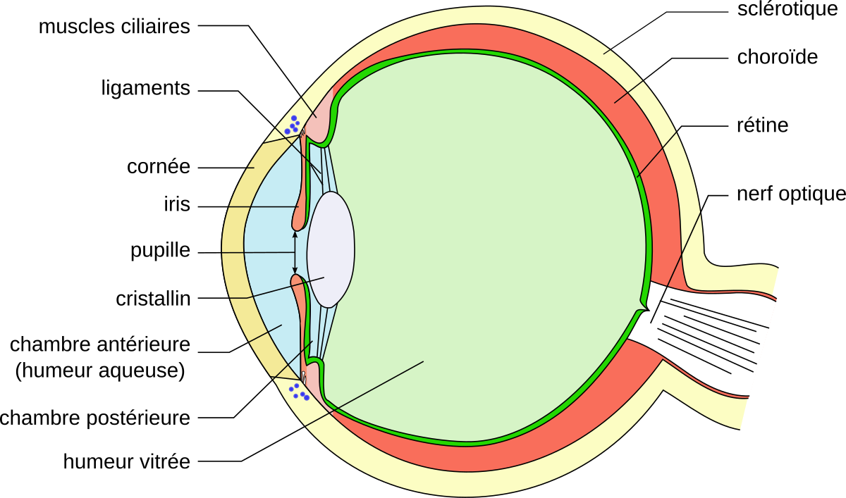 File Schema œil Humain Svg Wikimedia Commons