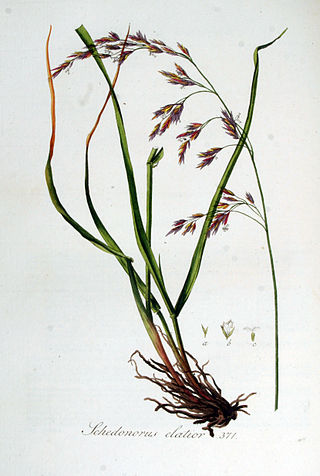 <i>Lolium arundinaceum</i> Species of flowering plant