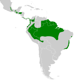 Sclerurus mexicanus map.svg