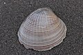 Sea shell (41362747170).jpg