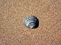 Image 216Seashell with holes caused by boring sponges (Cliona celata)