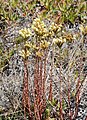 Sedum sediforme (Crassulaceae) Stonecrop