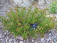 Sedum japonicum