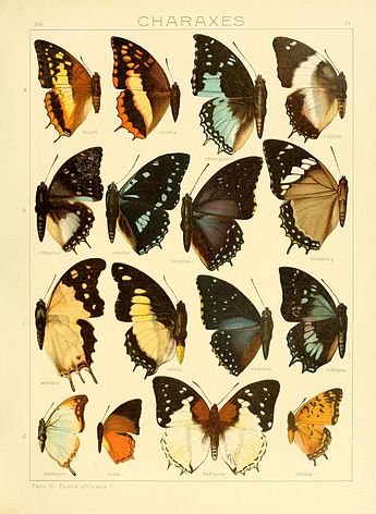 Charaxes cithaeron figured in Adalbert Seitz's Fauna Africana SeitzFaunaAfricanaXIIITaf31.JPG