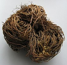 Tumbleweed - Wikipedia