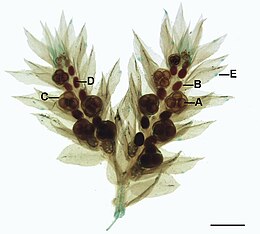 Sporangium: Embryophyta, Schimmels