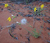 Senecio gregorii habitii.jpg