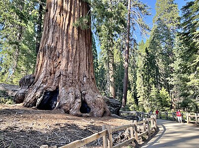 Sequoia Tree (base) in General Grant Grove, Kings Canyon National Park (July 2023).jpg