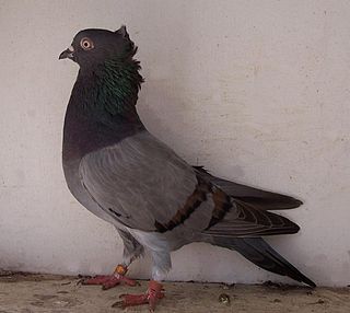 <span class="mw-page-title-main">Serbian Highflyer</span> Breed of pigeon