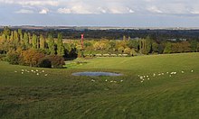 Campbell Park, Central Milton Keynes Sheep in Campbell Park - geograph.org.uk - 5151.jpg