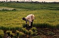 Image 16Rice farming in Rolako (from Sierra Leone)