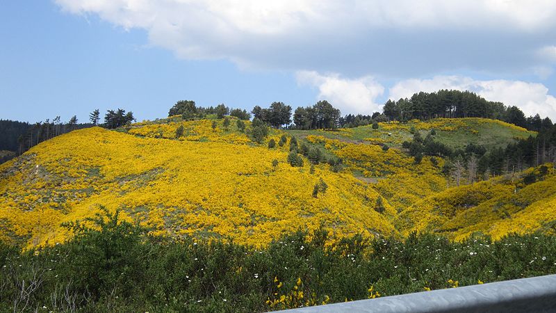 File:Sila Piccola in primavera - panoramio.jpg