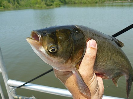 Silver carp caught in Michigan