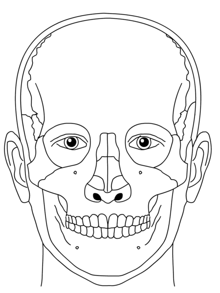 File:SkullSchaedel2.png