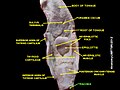 11:20, 29 மே 2012 இலிருந்த பதிப்புக்கான சிறு தோற்றம்