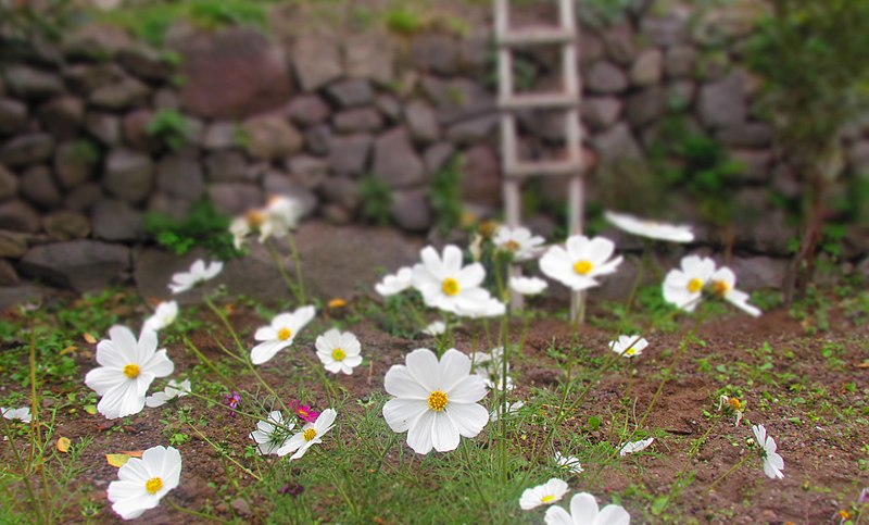 File:Small-garden-Nandal-Iran.JPG