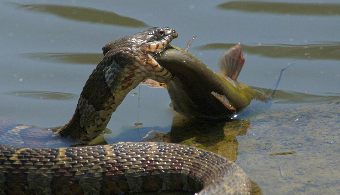 食魚動物